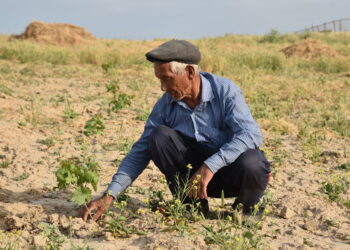 A farmer in Uzbekistan plants grapes. Image: Sanobar Khudaiberganova / FAO
