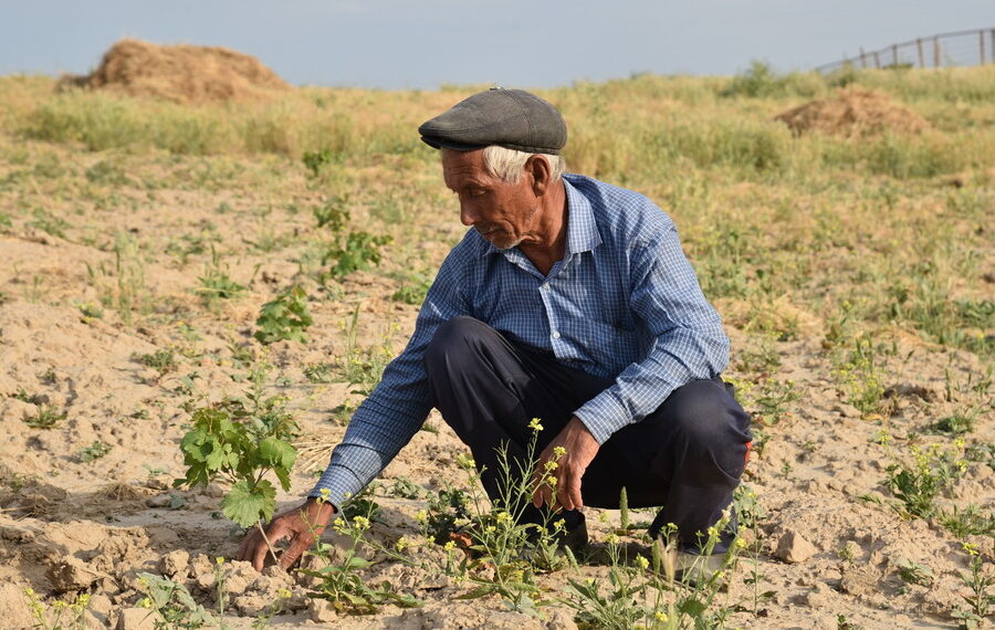 A farmer in Uzbekistan plants grapes. Image: Sanobar Khudaiberganova / FAO
