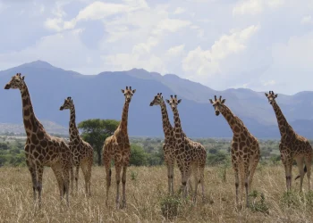 Norway’s Stoltenberg defends $2tn oil fund after criticism over Israel investments