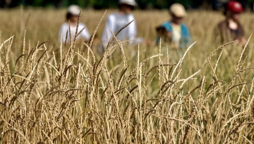 Russia remained the leader in wheat exports but lost billions due to falling world prices and ruble strengthening: grain market review