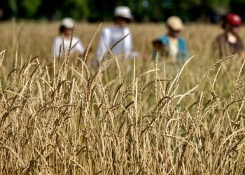 Russia remained the leader in wheat exports but lost billions due to falling world prices and ruble strengthening: grain market review