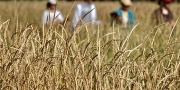 Russia remained the leader in wheat exports but lost billions due to falling world prices and ruble strengthening: grain market review