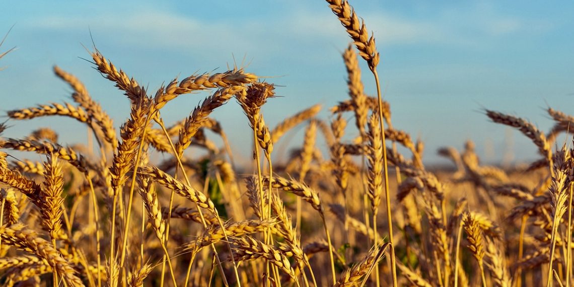 War with Iran threatens hunger for millions in Africa and Asia: Financial Times