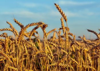 War with Iran threatens hunger for millions in Africa and Asia: Financial Times