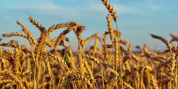 War with Iran threatens hunger for millions in Africa and Asia: Financial Times