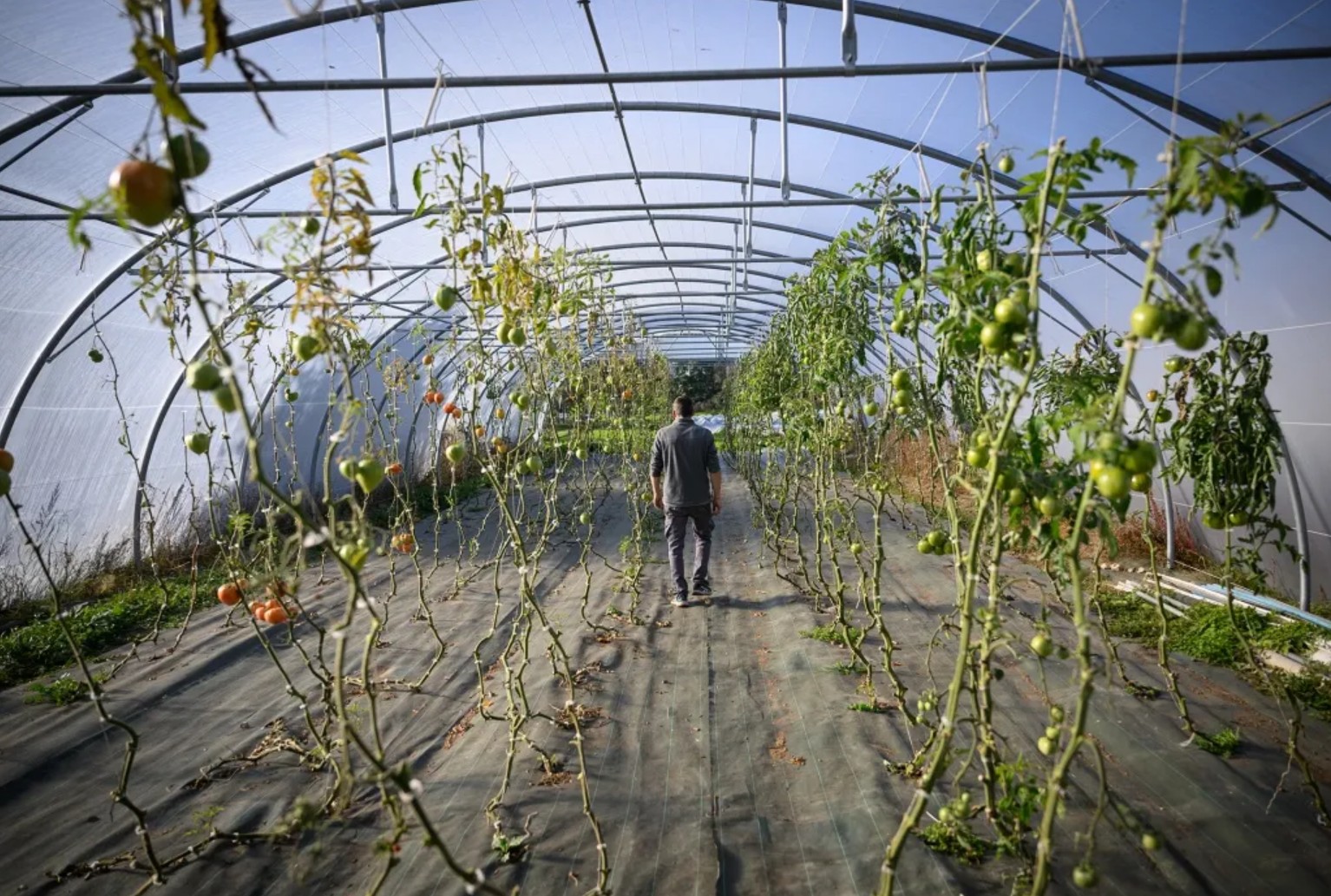 Climate Change Is Driving Up Food Prices Worldwide