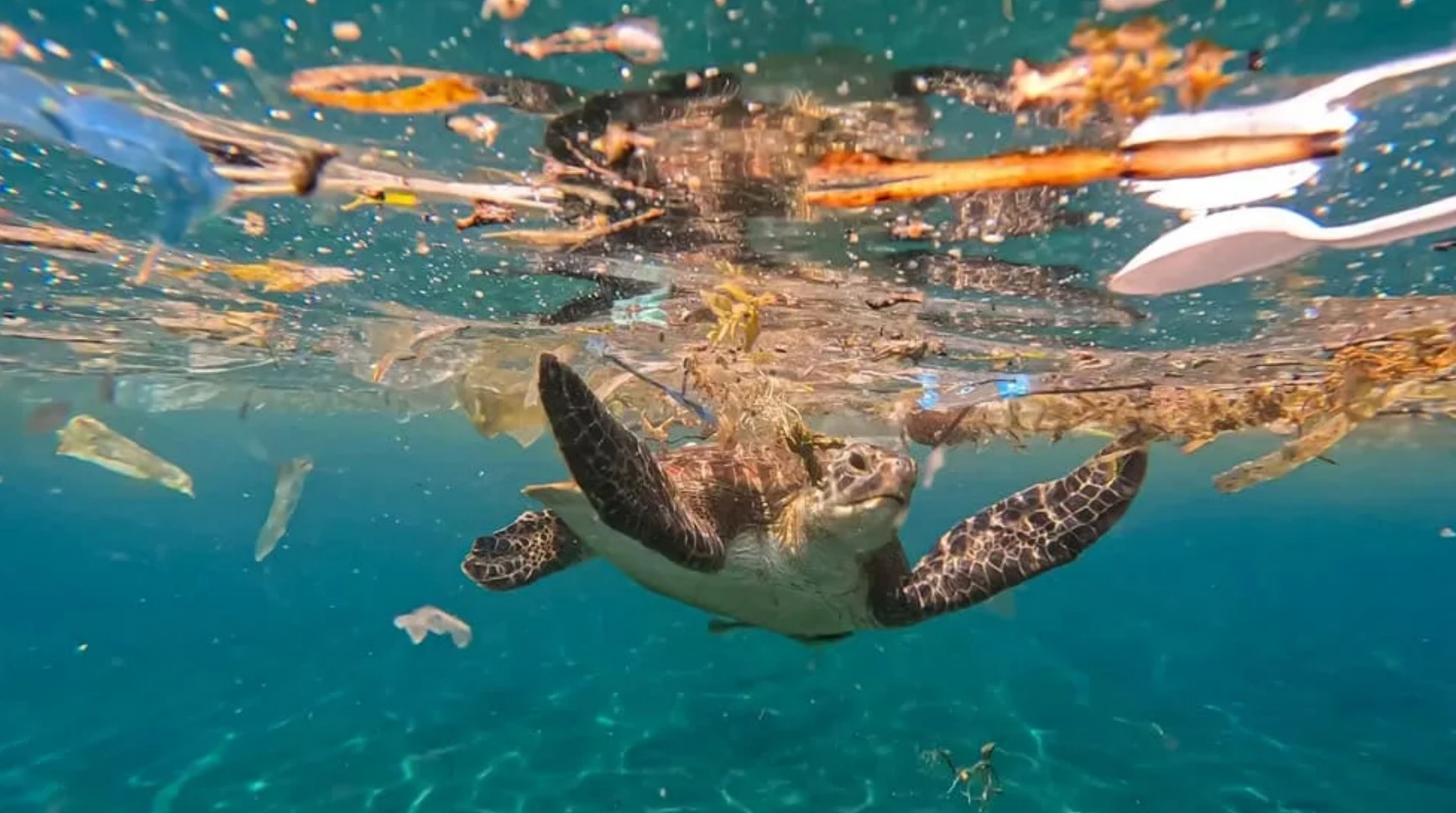 Ocean in Plastic: Scale, Consequences, Solutions