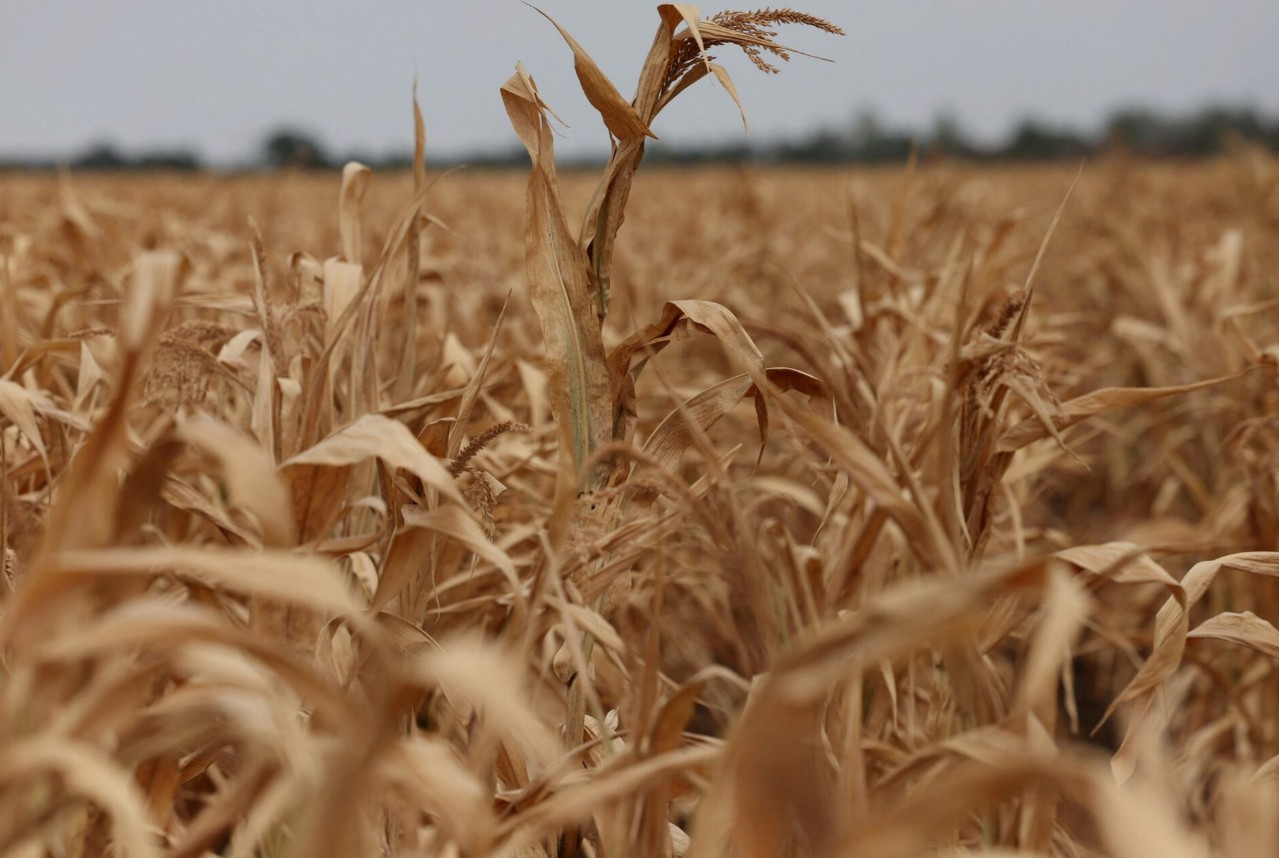 Crop Prices Surge 13%