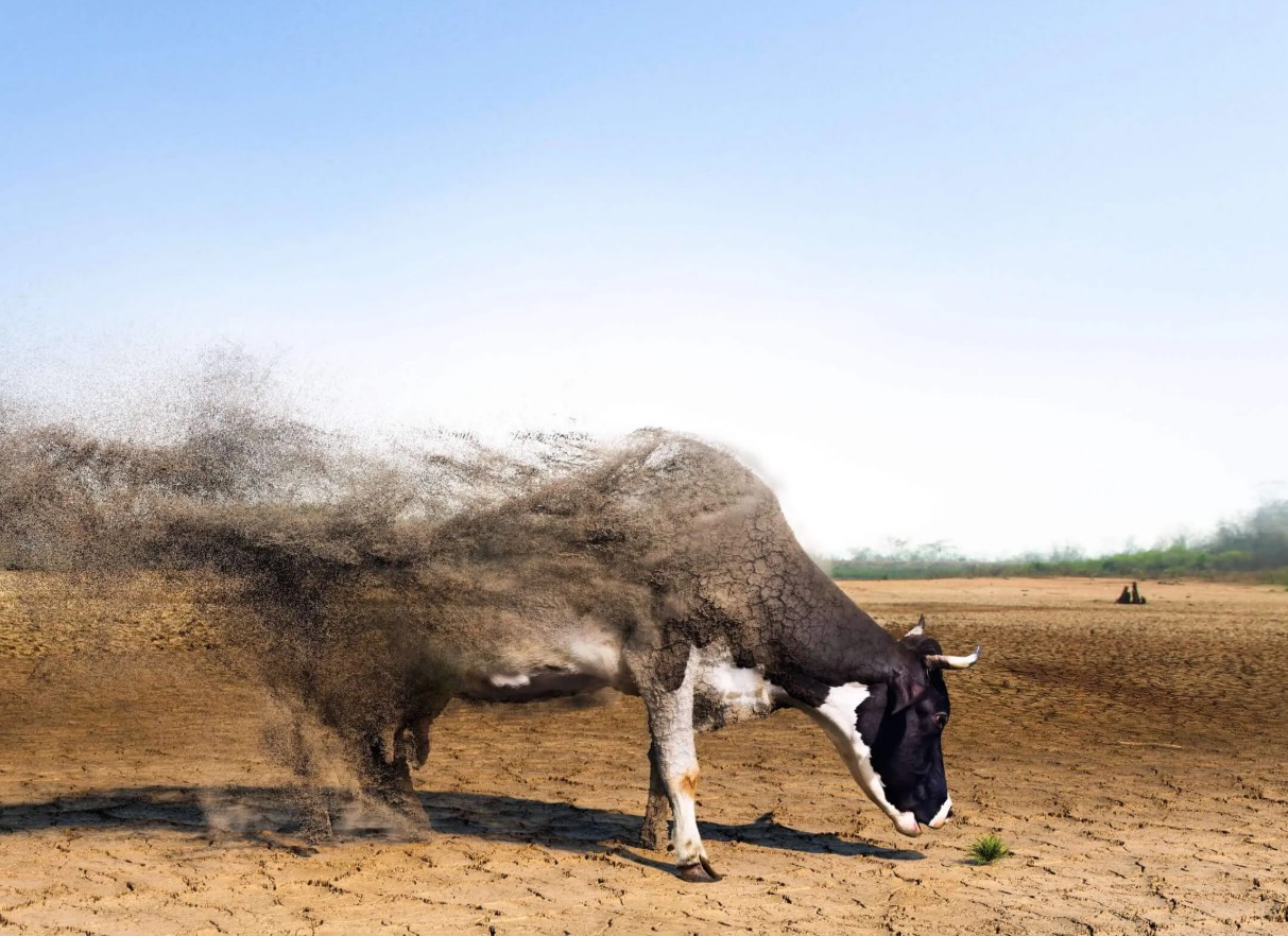 US Beef Prices Hit Record Level