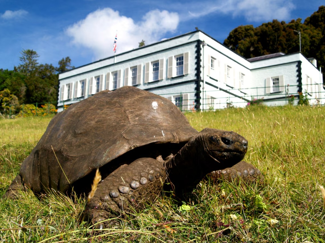Geneticists Decode Genome of Long-Lived Tortoise