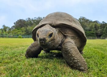 Giant Tortoises Outnumber the Population of the Seychelles