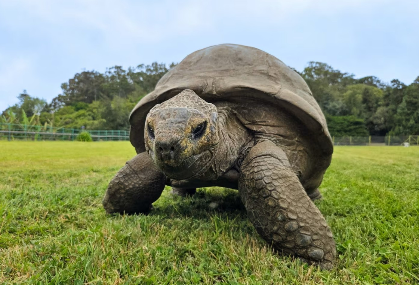 Giant Tortoises Outnumber the Population of the Seychelles